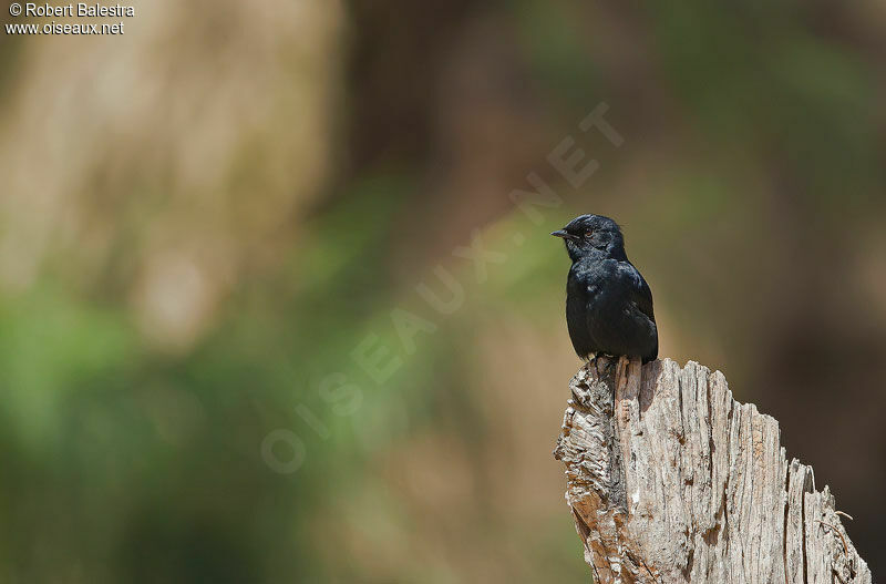 Southern Black Flycatcher