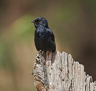 Southern Black Flycatcher