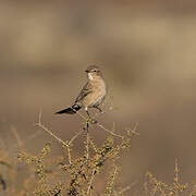 Chat Flycatcher