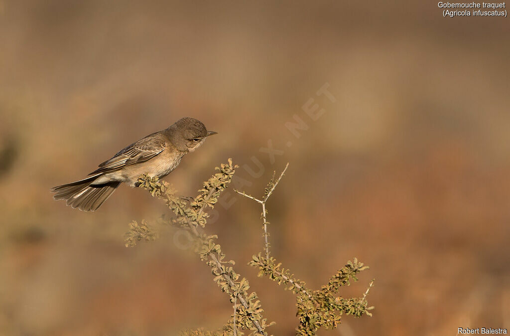 Chat Flycatcher