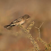 Chat Flycatcher