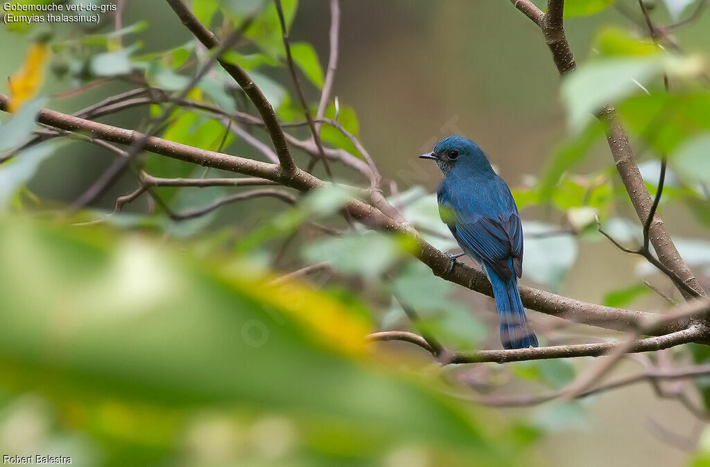 Verditer Flycatcher