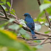 Verditer Flycatcher