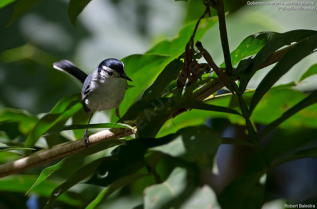 White-browed Gnatcatcher