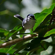 White-browed Gnatcatcher