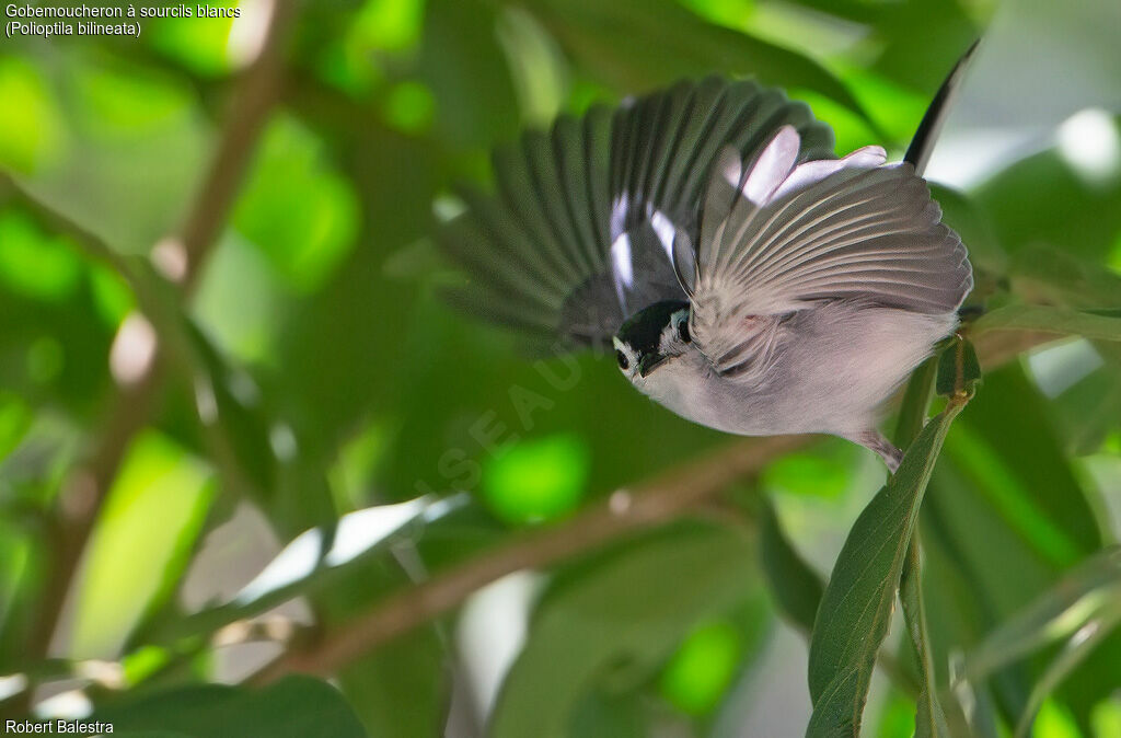 White-browed Gnatcatcher