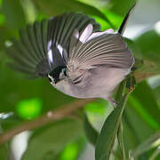 White-browed Gnatcatcher