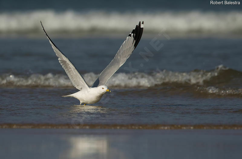 Ring-billed Gull