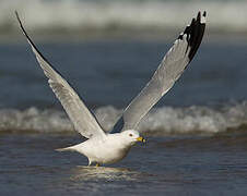 Ring-billed Gull