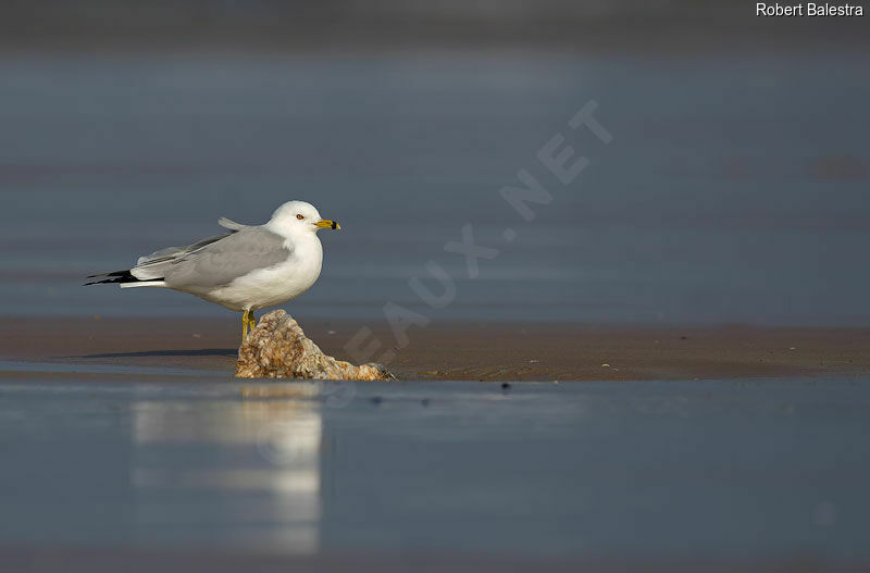 Ring-billed Gull