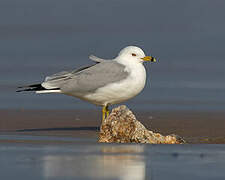 Ring-billed Gull