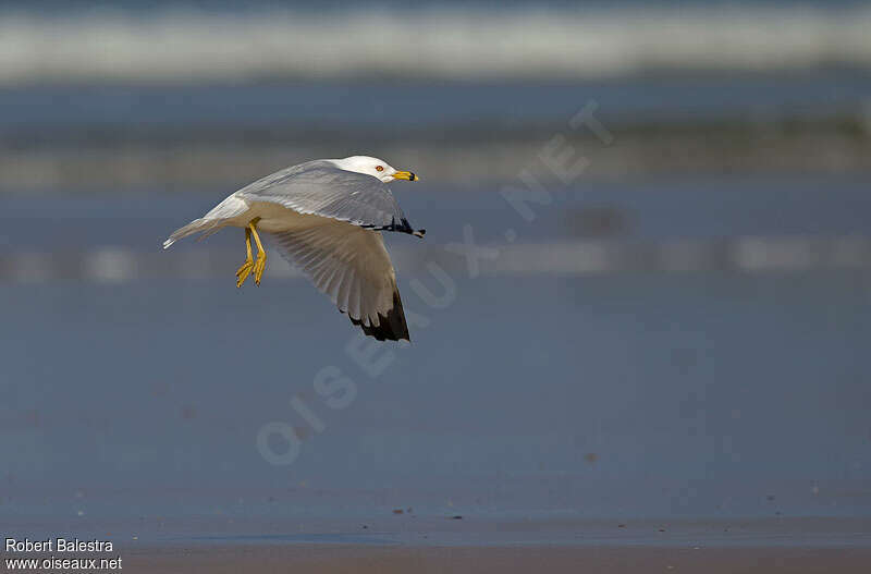 Ring-billed Gulladult, Flight