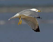 Ring-billed Gull