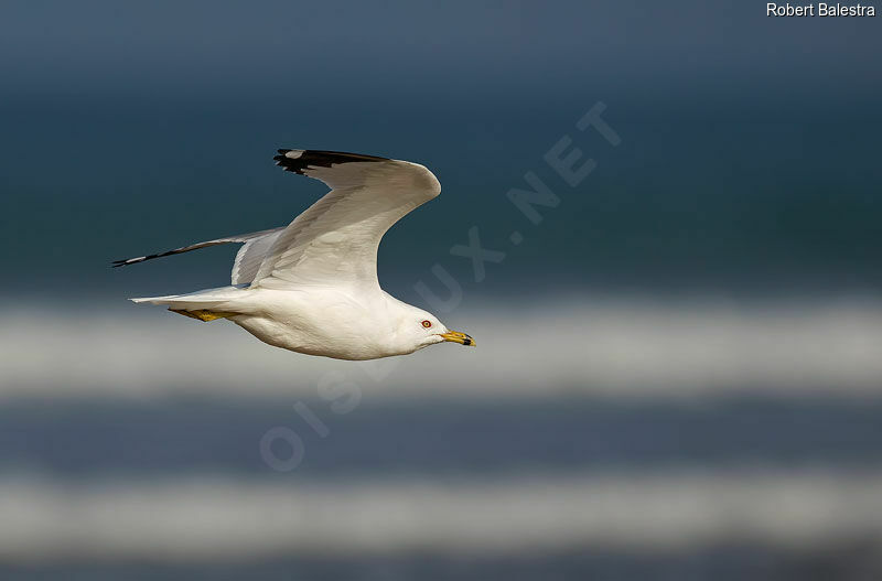 Ring-billed Gull