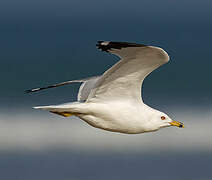 Ring-billed Gull