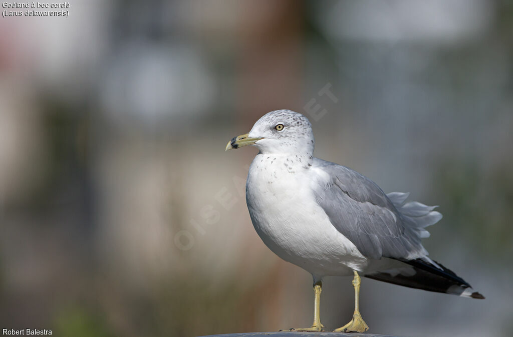 Ring-billed Gull