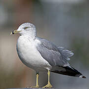 Ring-billed Gull