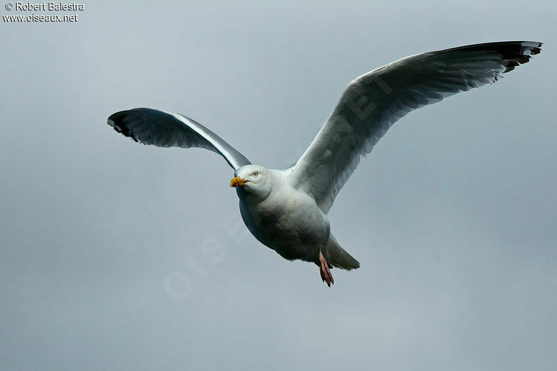 European Herring Gull