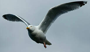 European Herring Gull