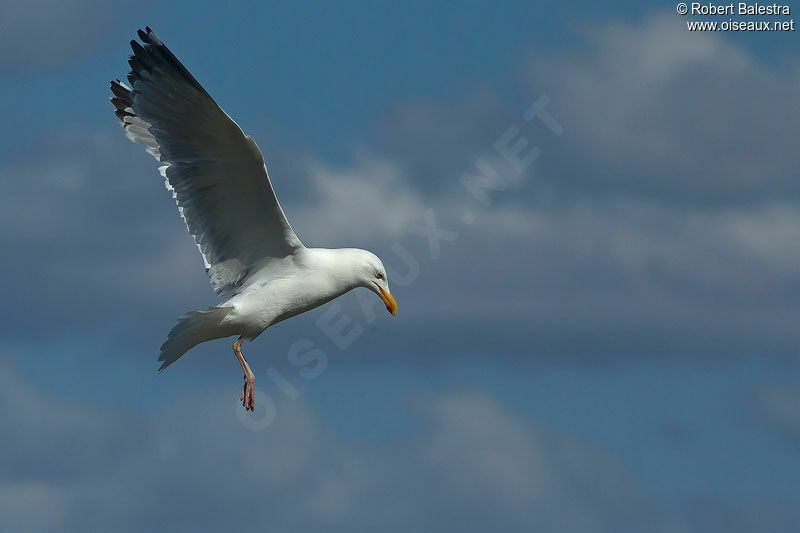 European Herring Gull