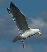 European Herring Gull