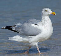 European Herring Gull