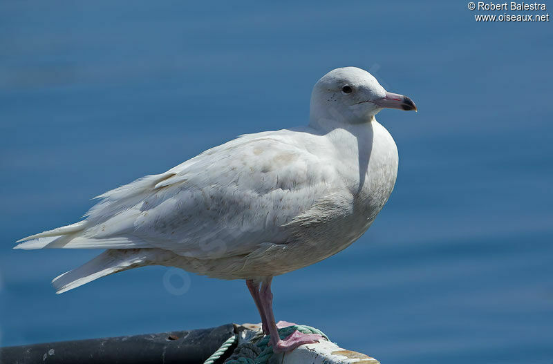 Glaucous GullFirst year