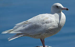 Glaucous Gull