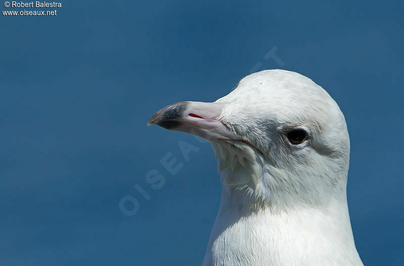 Glaucous GullFirst year