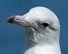 Glaucous Gull