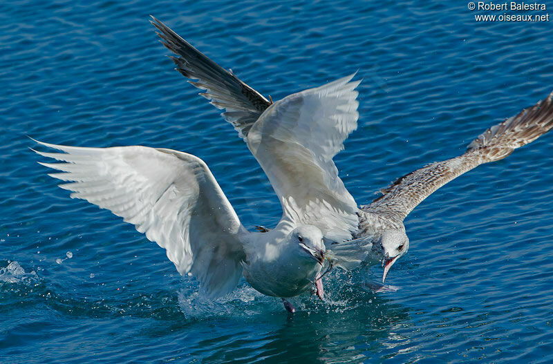 Glaucous GullFirst year