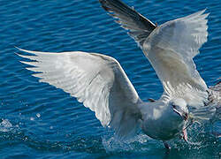 Glaucous Gull