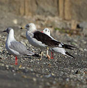 Goéland brun (graellsii)