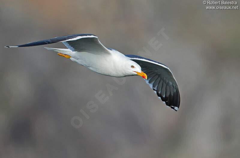 Lesser Black-backed Gull