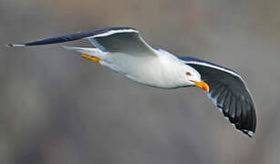 Lesser Black-backed Gull