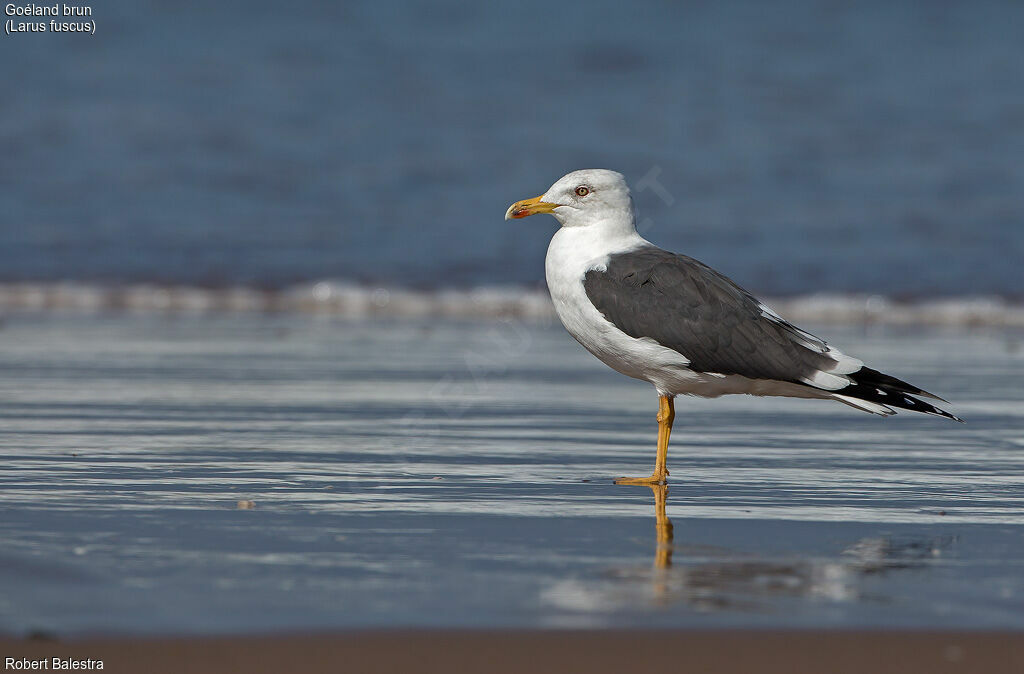 Lesser Black-backed Gull