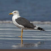 Lesser Black-backed Gull