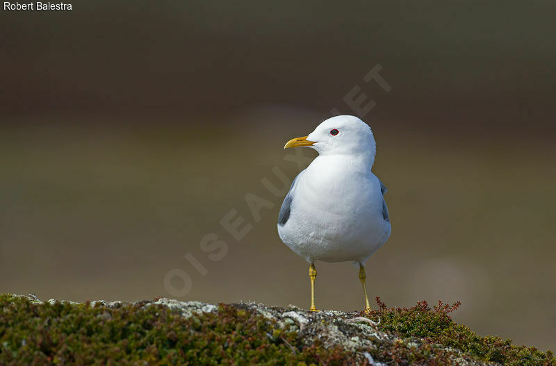 Mew Gull