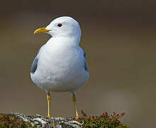 Common Gull