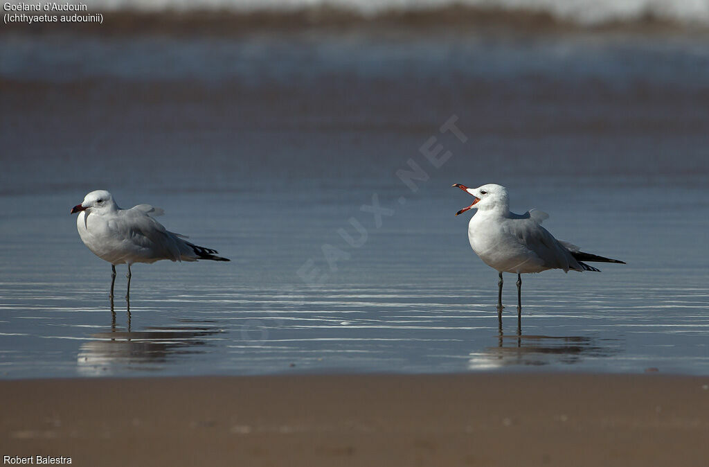 Audouin's Gull