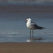 Audouin's Gull