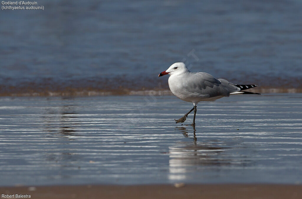 Audouin's Gull