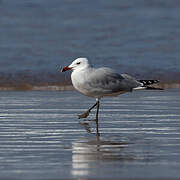 Audouin's Gull