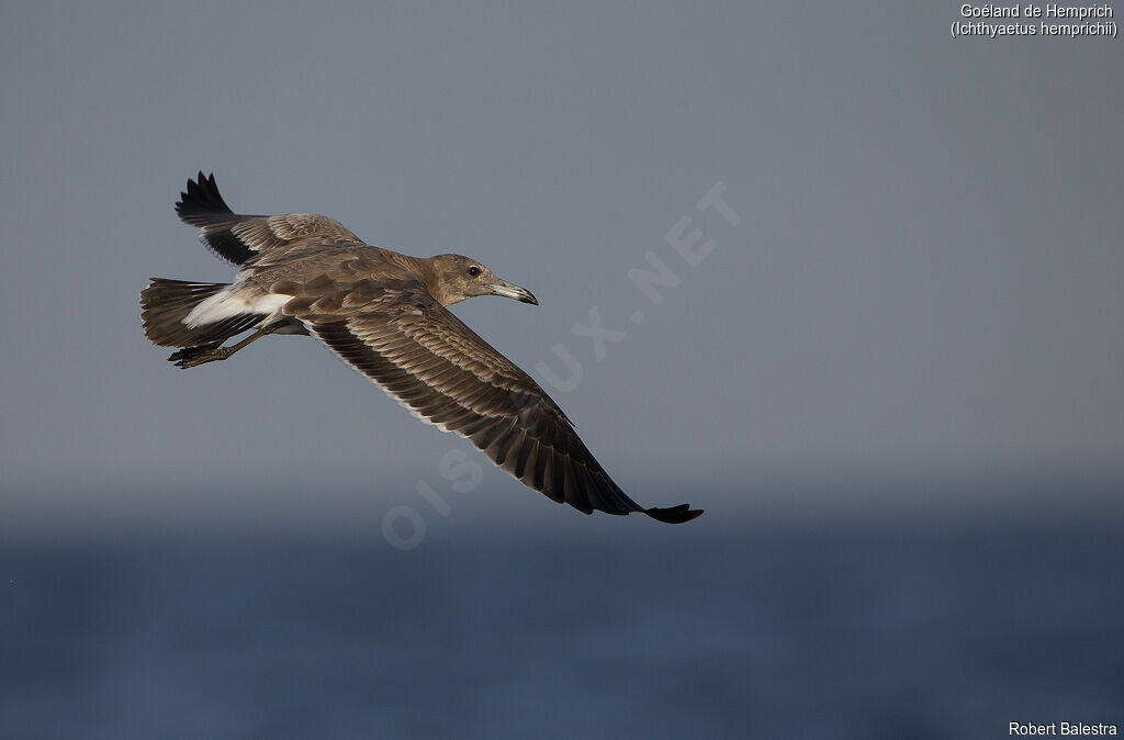 Sooty Gull