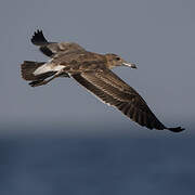 Sooty Gull