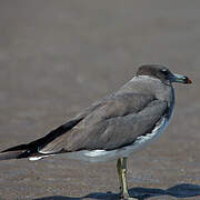 Sooty Gull