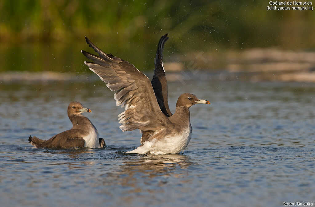 Sooty Gull