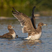 Sooty Gull