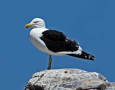 Kelp Gull