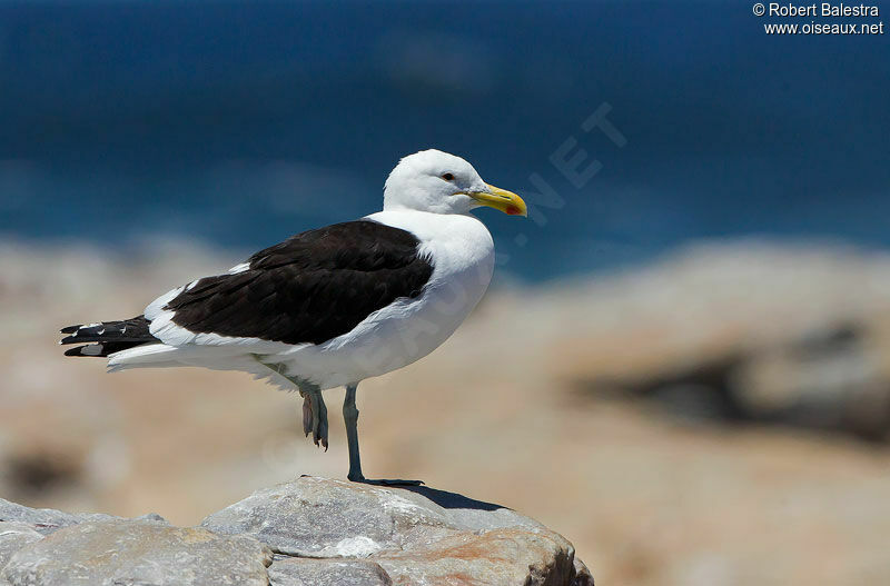 Kelp Gull